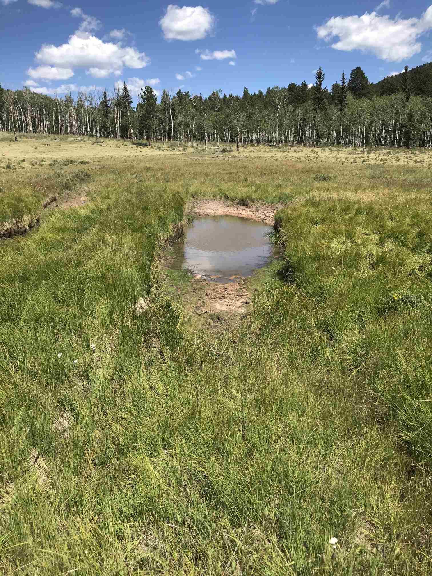 Small pond in a large green meadow with pine forest in background