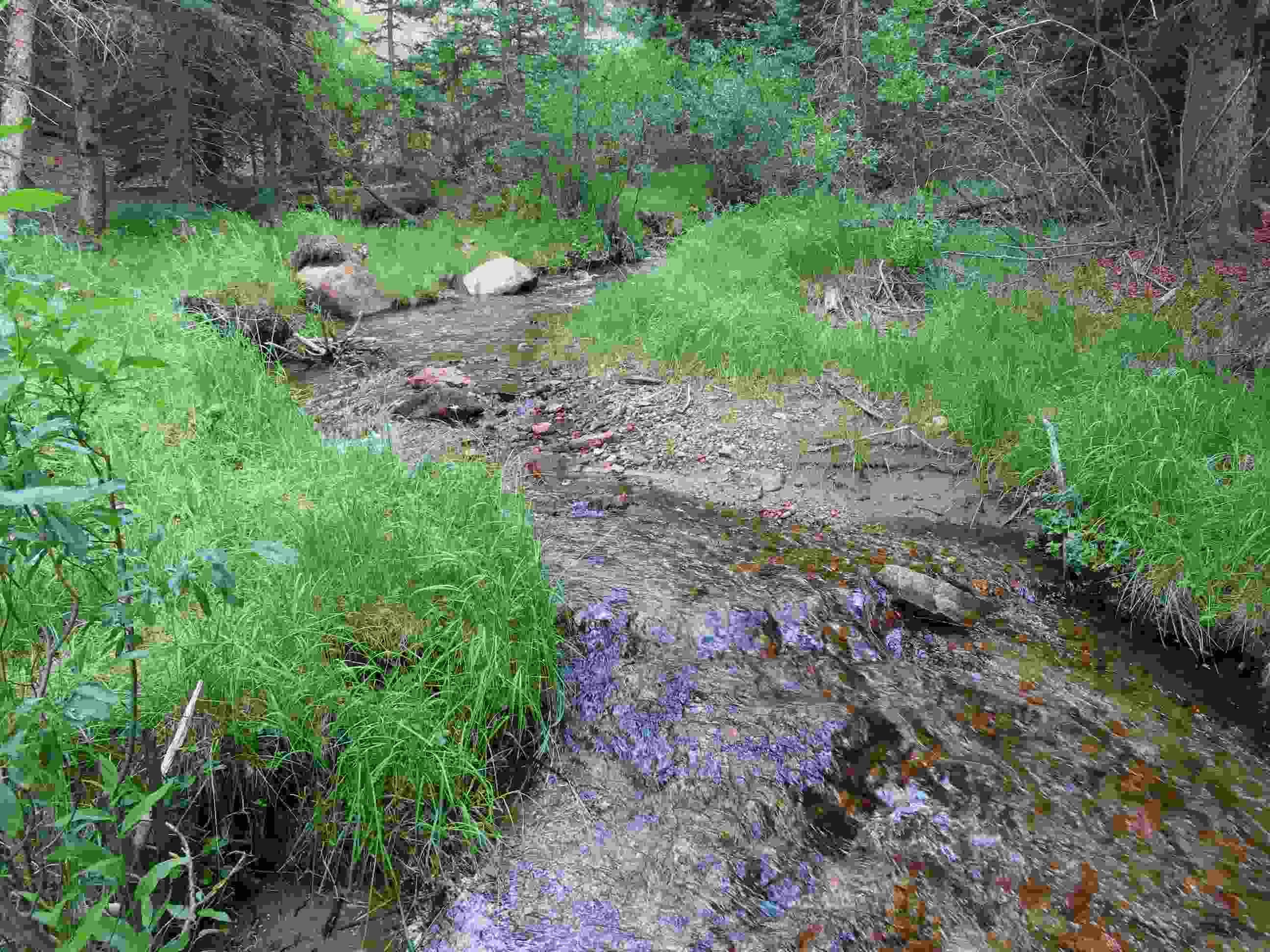 A creek flowing out of a lush green riparian area.